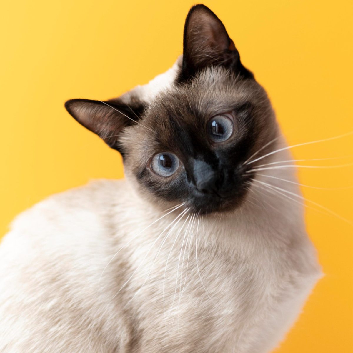 kitty-with-monochrome-wall-her